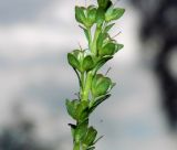 Veronica serpyllifolia. Часть соплодия. Подмосковье, окр. г. Одинцово, обочина грунтовой дороги через разнотравный луг. Июнь 2017 г.