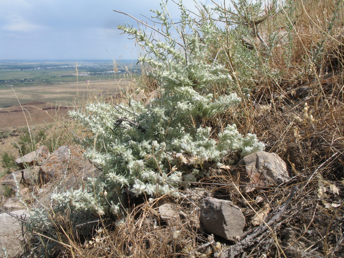 Image of Bassia prostrata specimen.