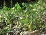 Astragalus guttatus