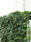 Humulus lupulus. Плодоносящее растение. Волгоград, ул. Советская, забор элитного дома. 08.09.2013.