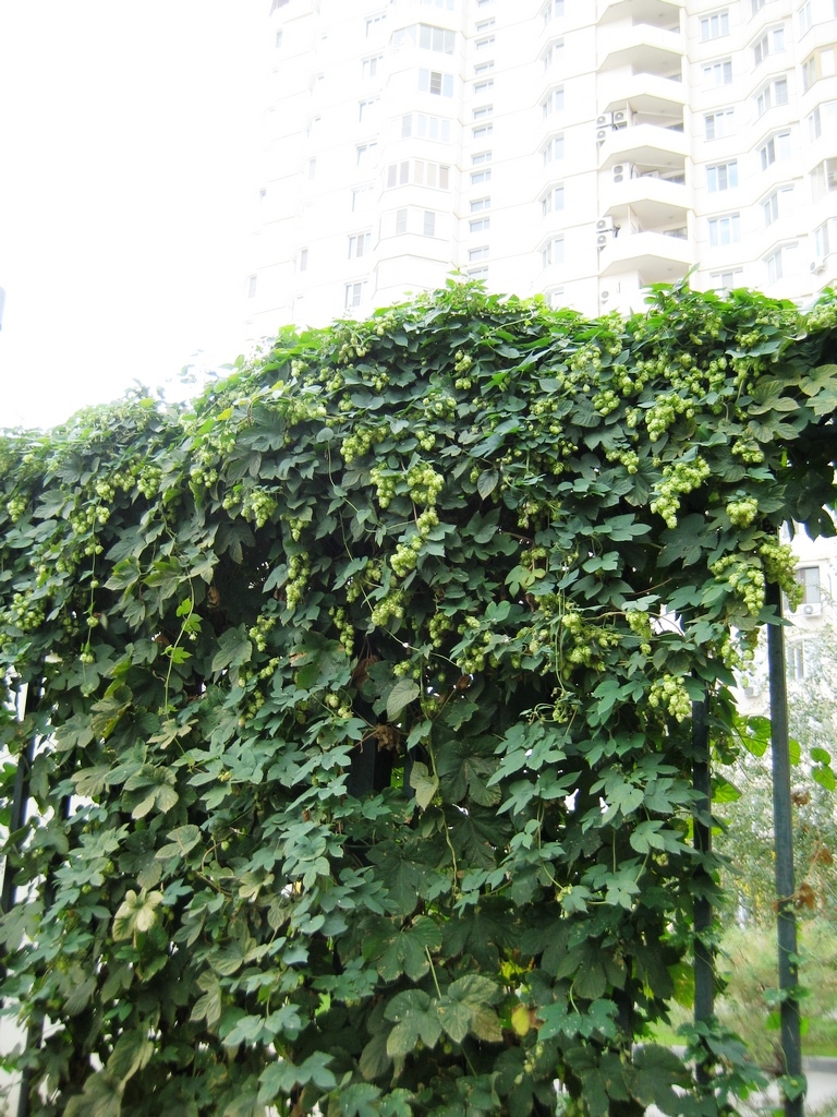 Image of Humulus lupulus specimen.