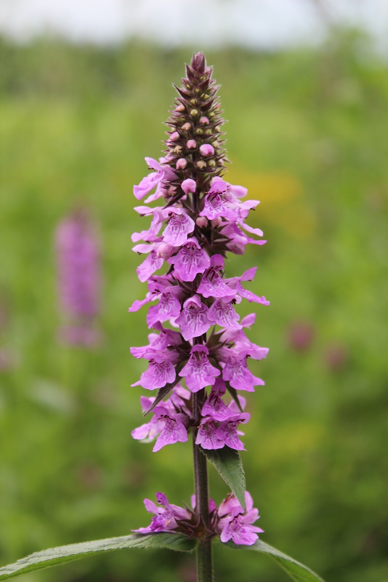 Image of Stachys palustris specimen.