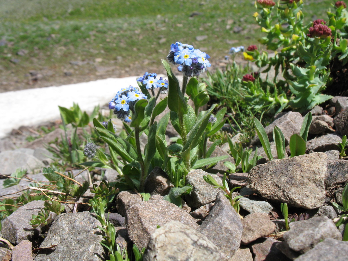 Image of Myosotis asiatica specimen.