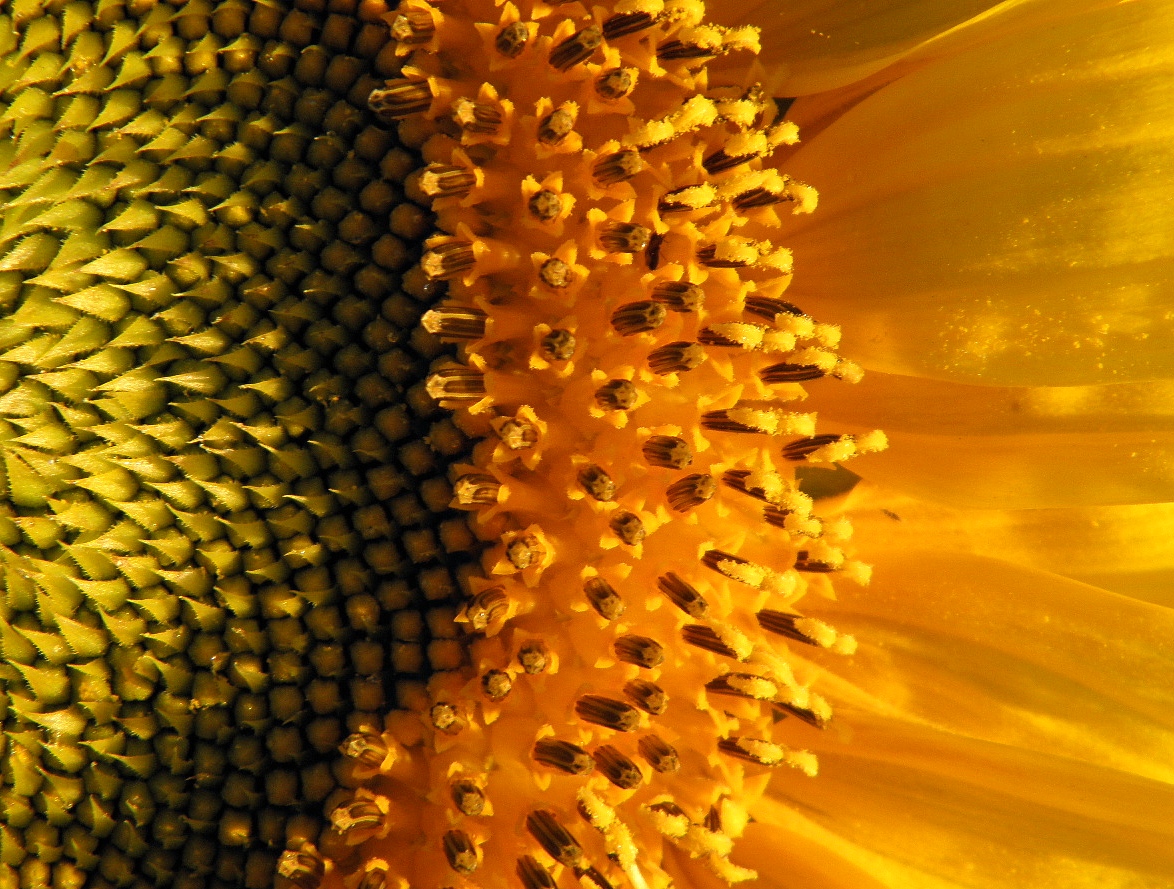 Image of Helianthus annuus specimen.