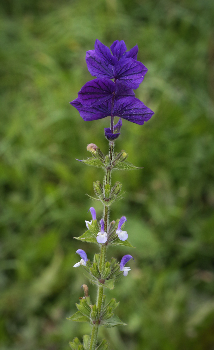 Изображение особи Salvia viridis.