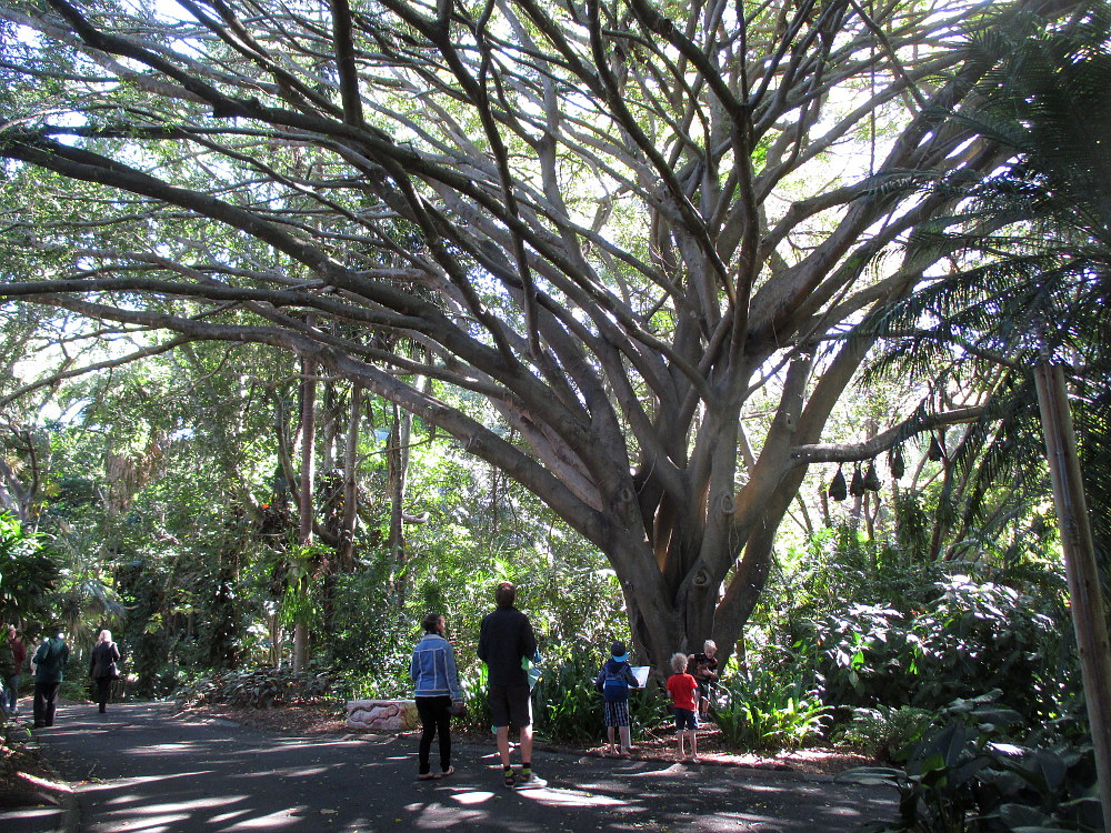 Image of Ficus benjamina specimen.