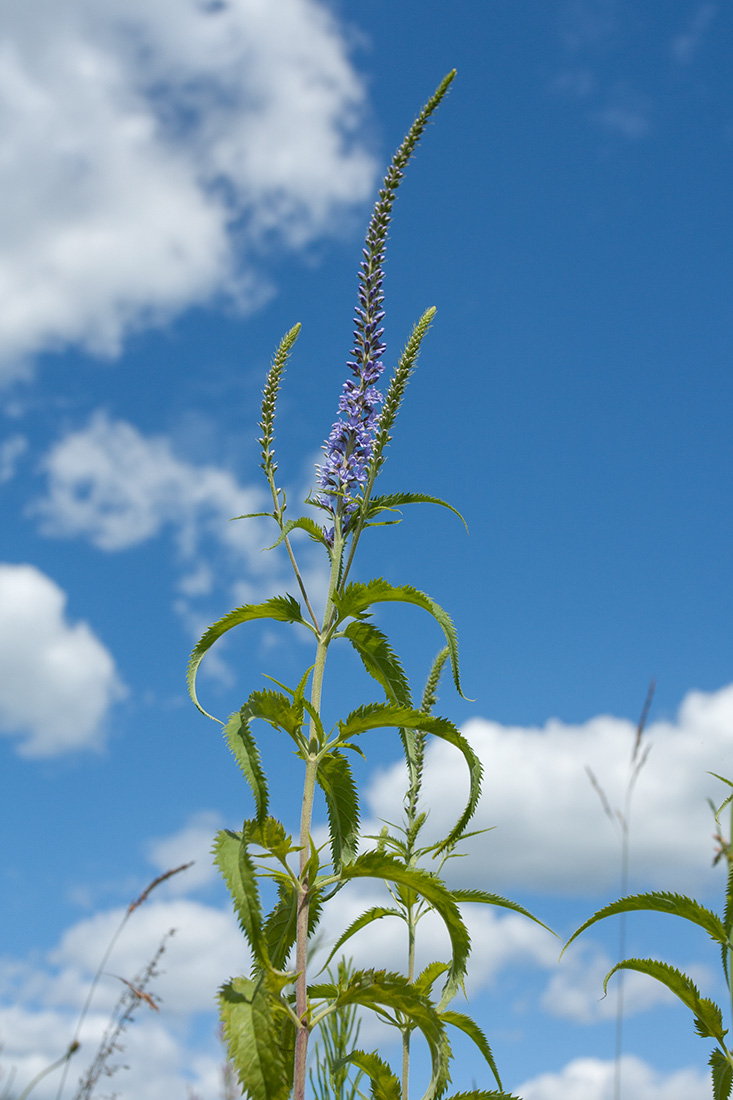 Изображение особи Veronica longifolia.