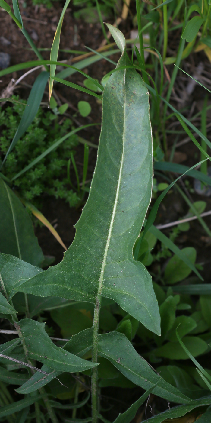 Image of Bunias orientalis specimen.