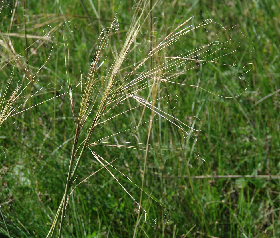 Изображение особи род Stipa.