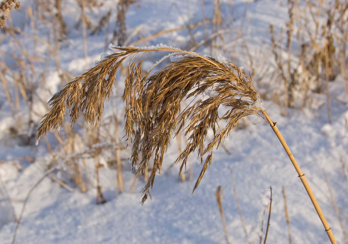 Image of Phragmites australis specimen.