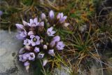 Gentianella caucasea. Цветущее растение. Кабардино-Балкария, южный склон Эльбруса, тропа к Терскольской обсерватории, по которой ходят работники обсерватории, выс. около 2900 м н.у.м. 11.09.2012.