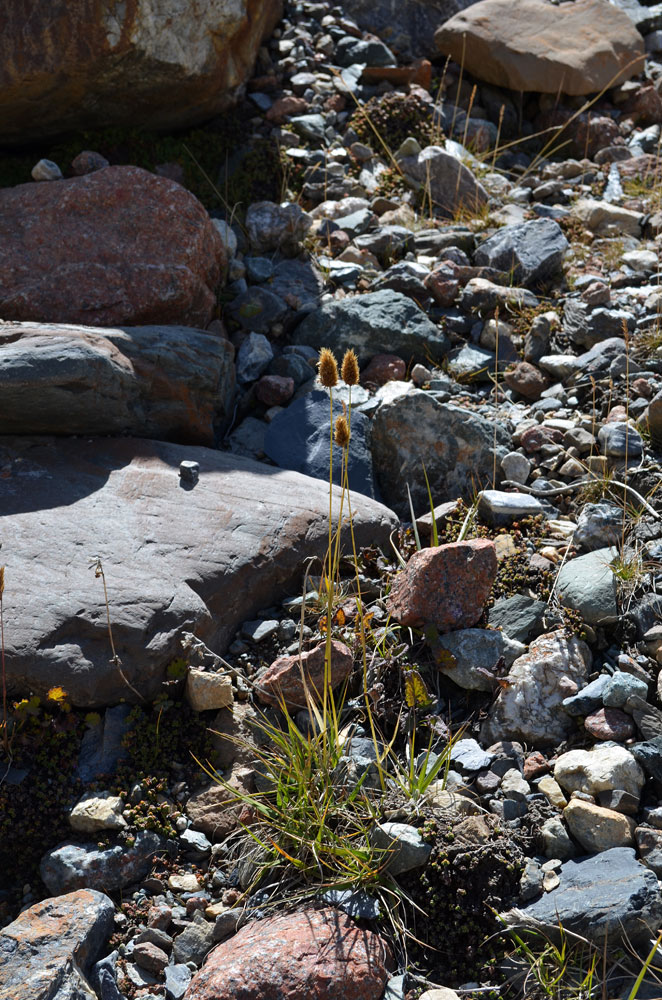 Image of Calamagrostis anthoxanthoides specimen.