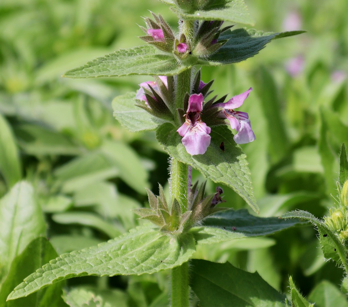 Image of Stachys arabica specimen.