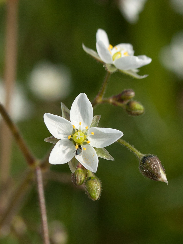 Изображение особи Spergula arvensis.