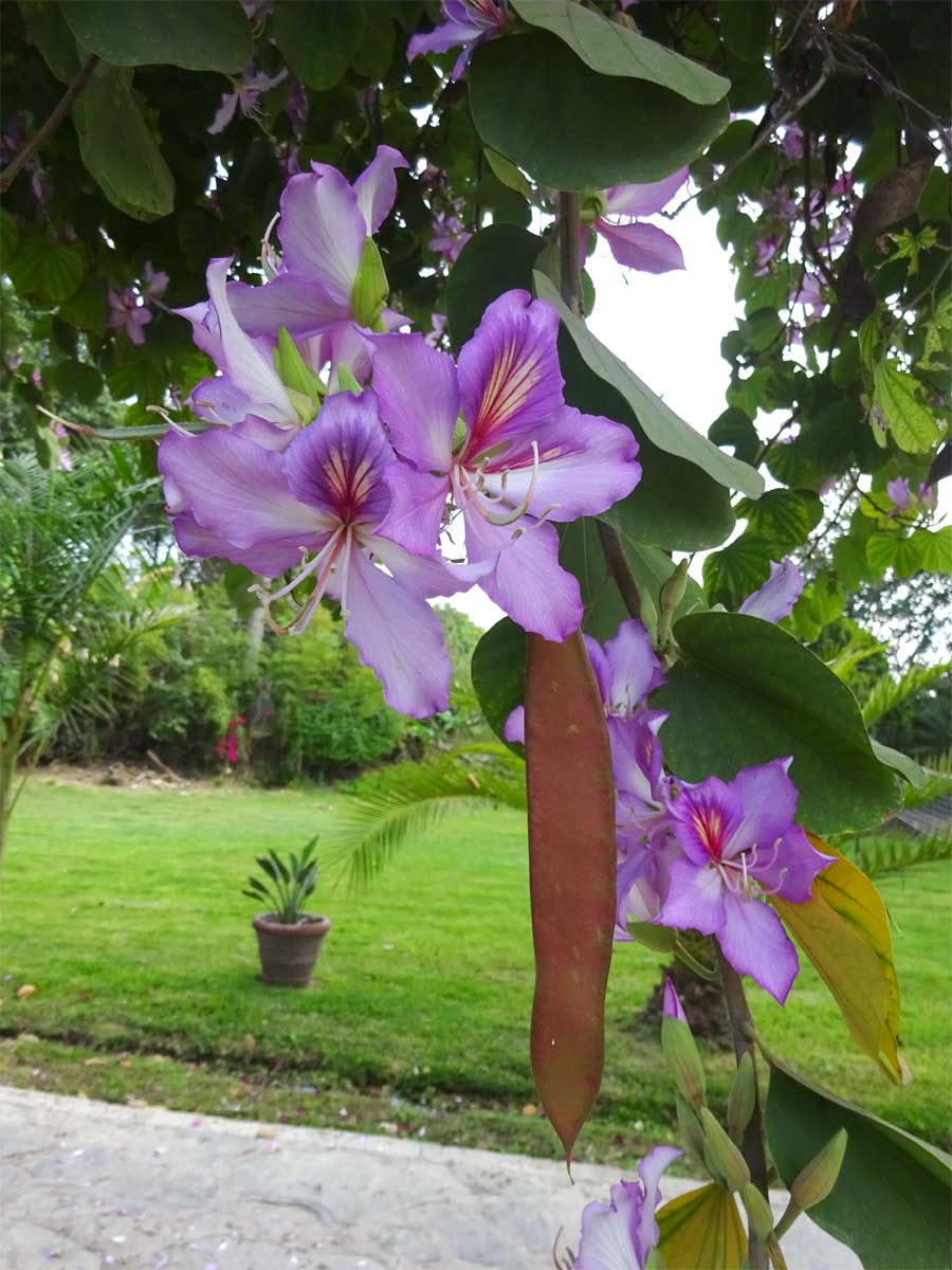 Image of Bauhinia variegata specimen.