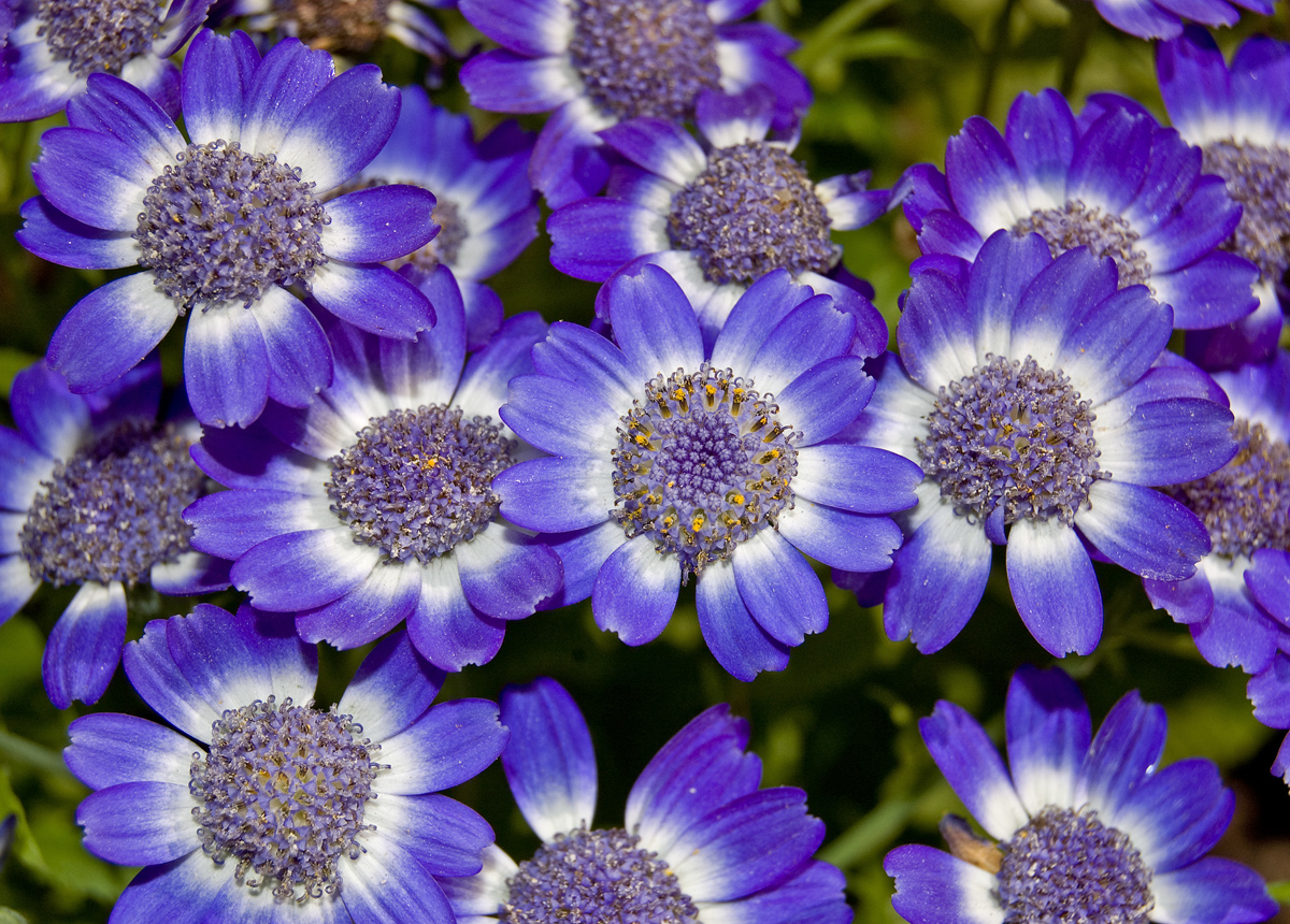 Image of Pericallis hybrida specimen.