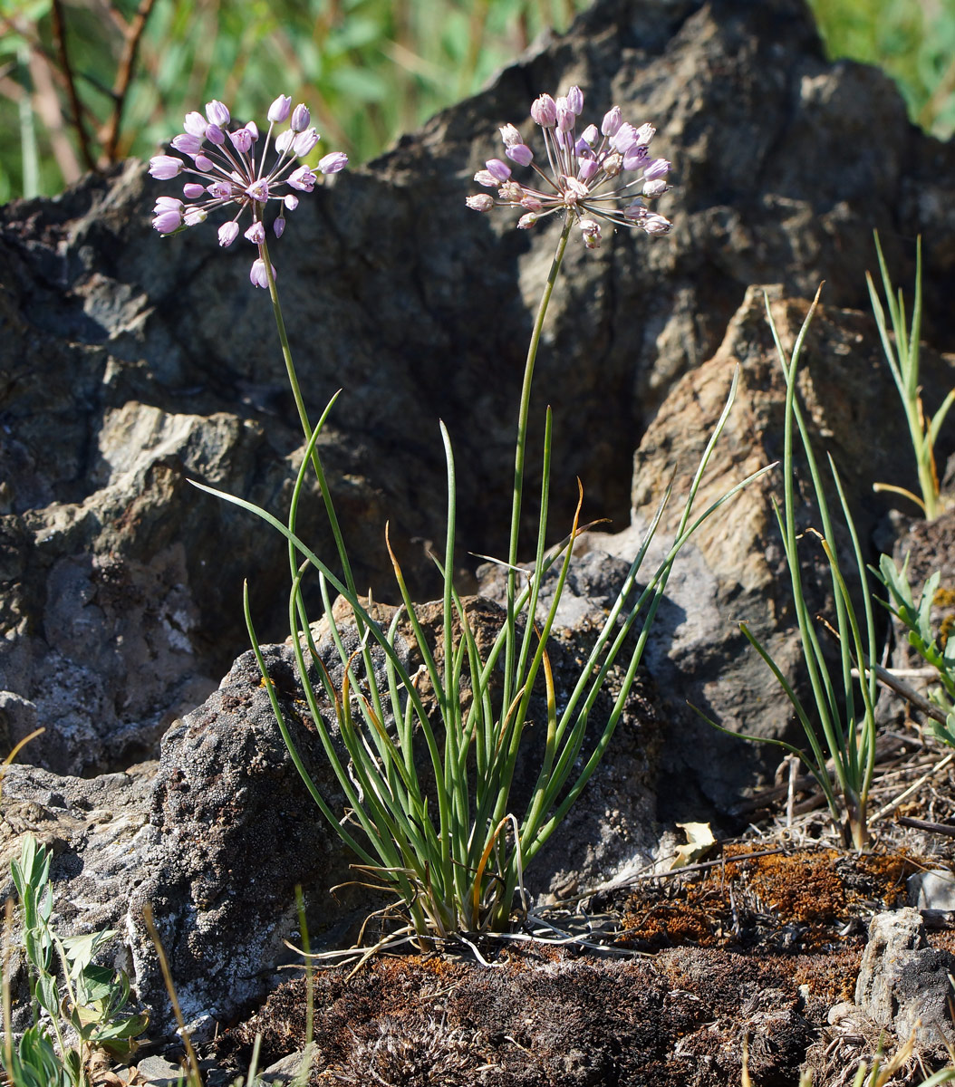 Image of Allium rubens specimen.