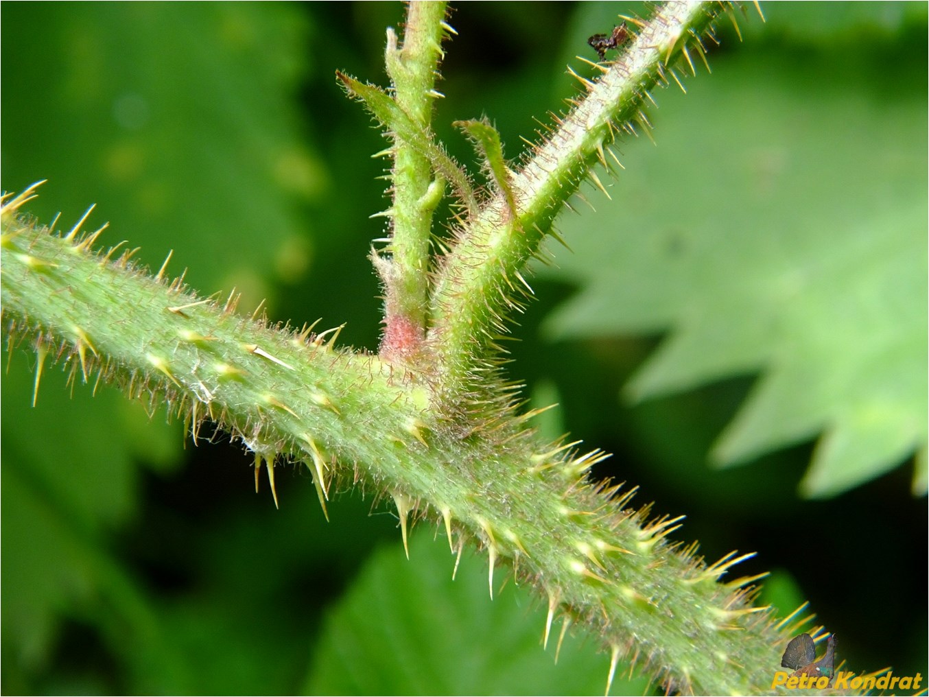 Image of Rubus hirtus specimen.