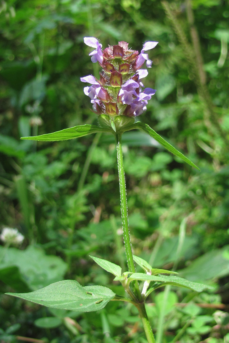 Image of Prunella vulgaris specimen.