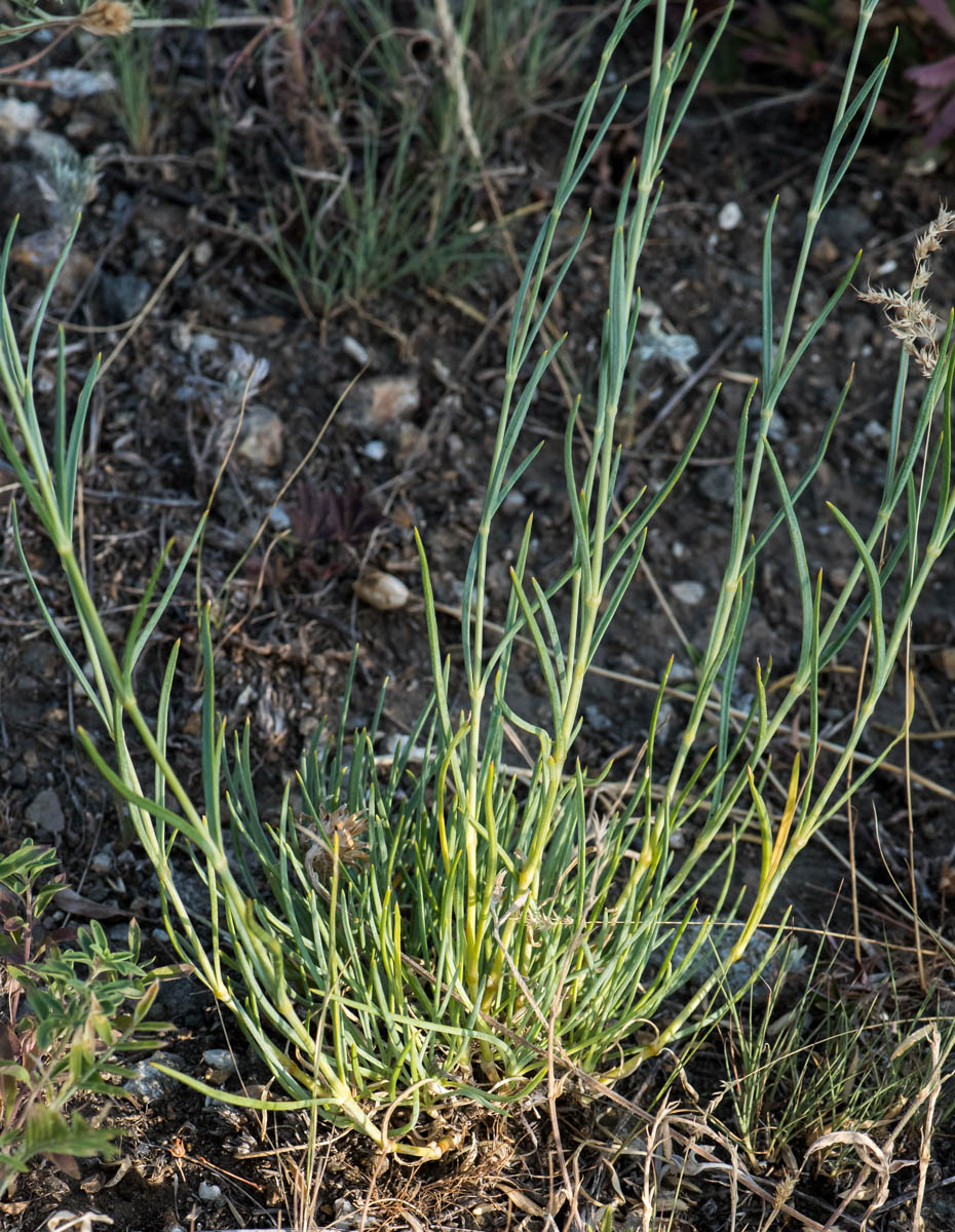 Изображение особи Gypsophila patrinii.