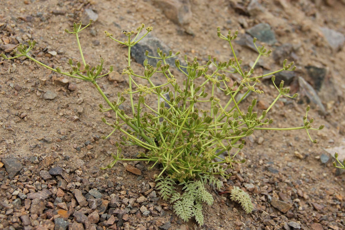 Изображение особи Kuramosciadium corydalifolium.