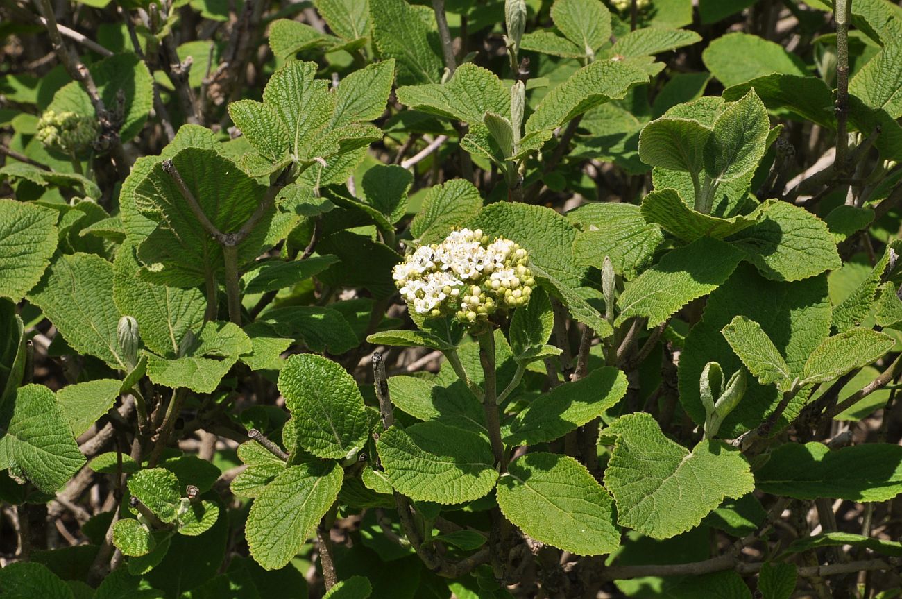 Image of Viburnum lantana specimen.