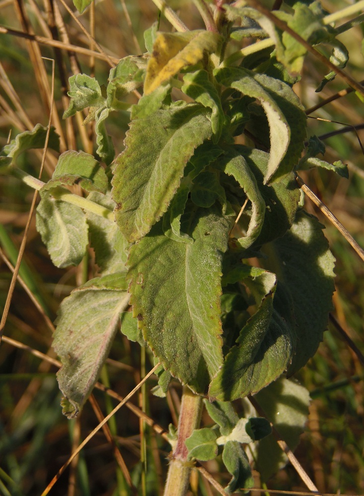 Image of Mentha longifolia specimen.