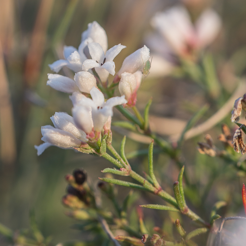 Изображение особи Asperula tephrocarpa.