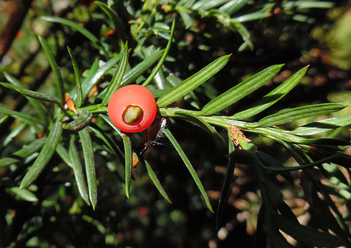 Image of Taxus baccata specimen.