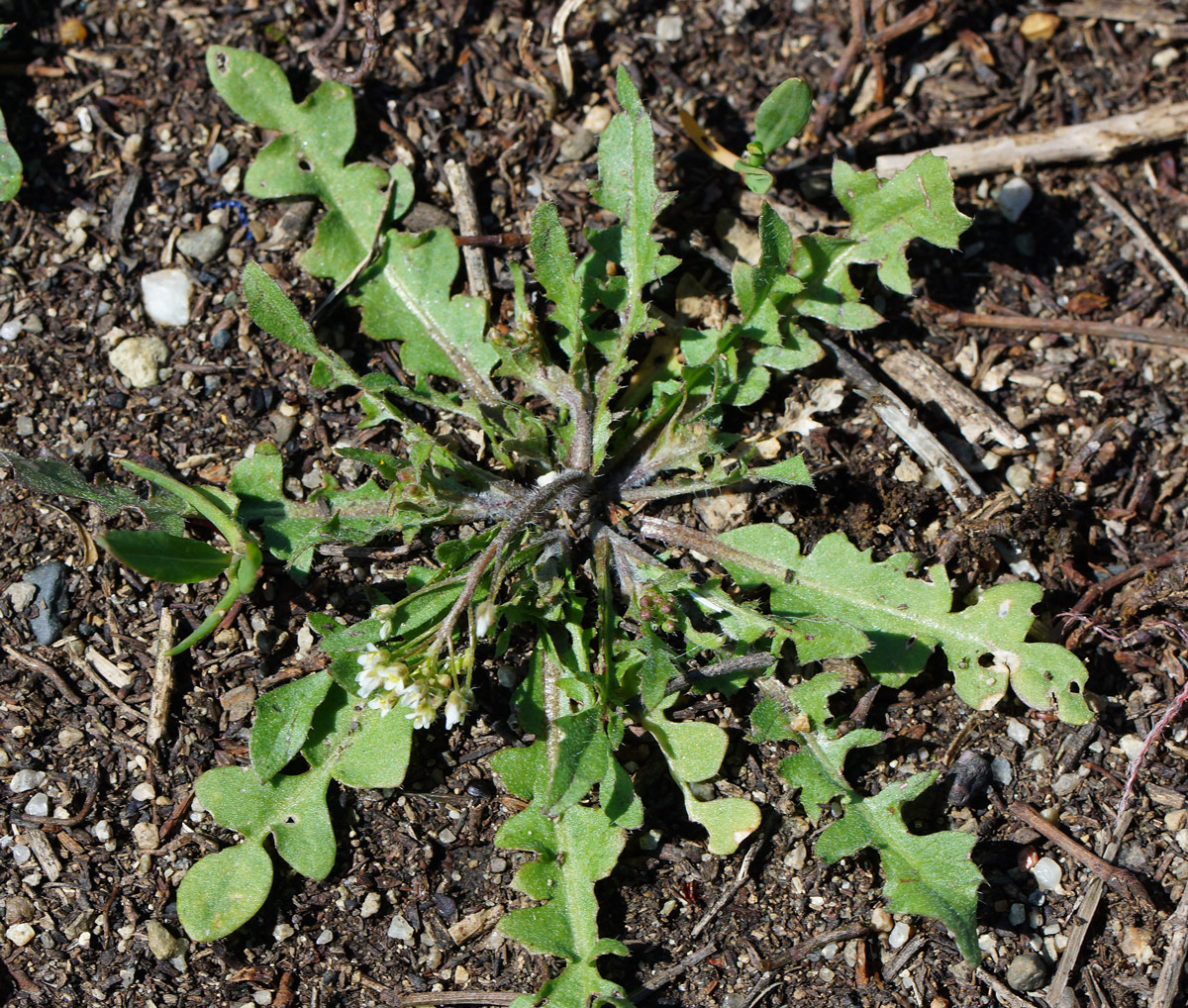 Image of Capsella bursa-pastoris specimen.