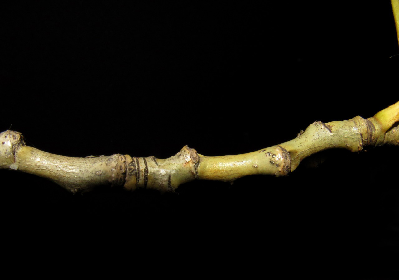 Image of genus Populus specimen.