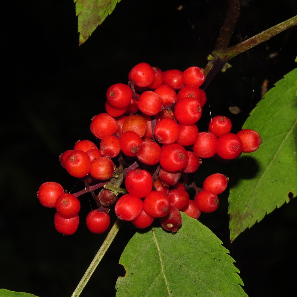 Image of Sambucus racemosa specimen.