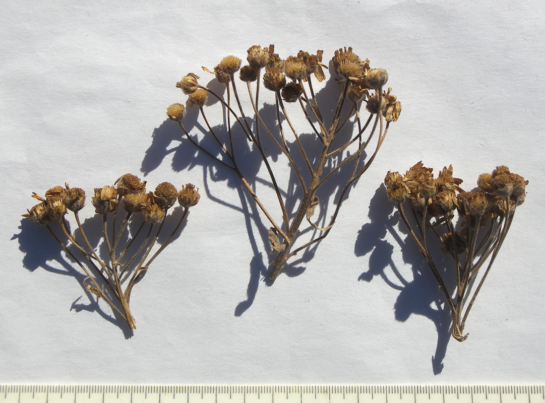 Image of Achillea biserrata specimen.