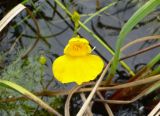 Utricularia intermedia. Цветок и бутон. Чукотка, Билибинский р-н, окр. пос. Кепервеем, мелкий водоем около грунтовой дороги. 24.07.2018.