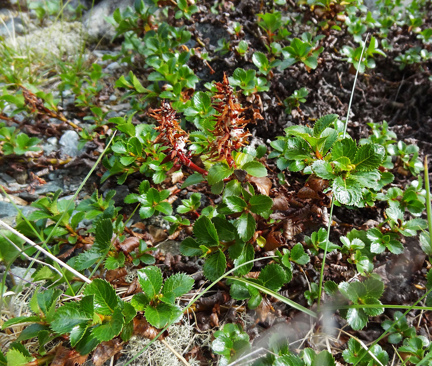 Изображение особи Salix tschuktschorum.