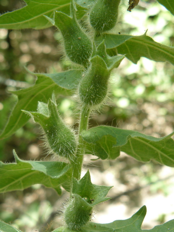 Изображение особи Hyoscyamus niger.