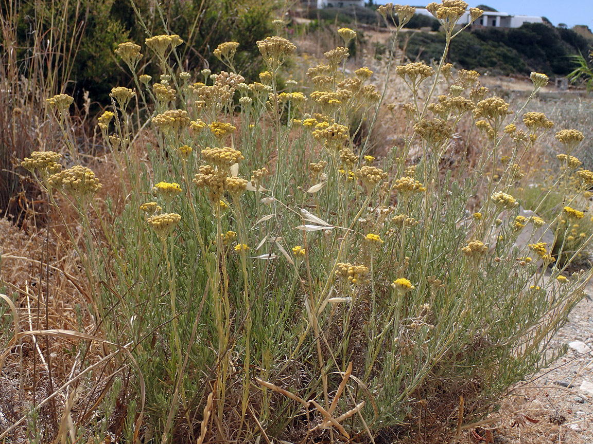 Image of Helichrysum italicum specimen.