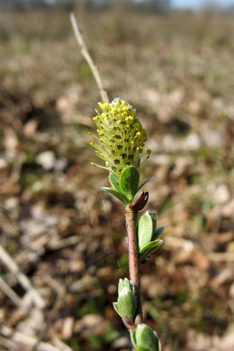 Изображение особи Salix repens.