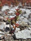 Sedum cespitosum. Плодоносящее растение. Южный Берег Крыма, возле горы Аю-Даг. 28.04.2019.