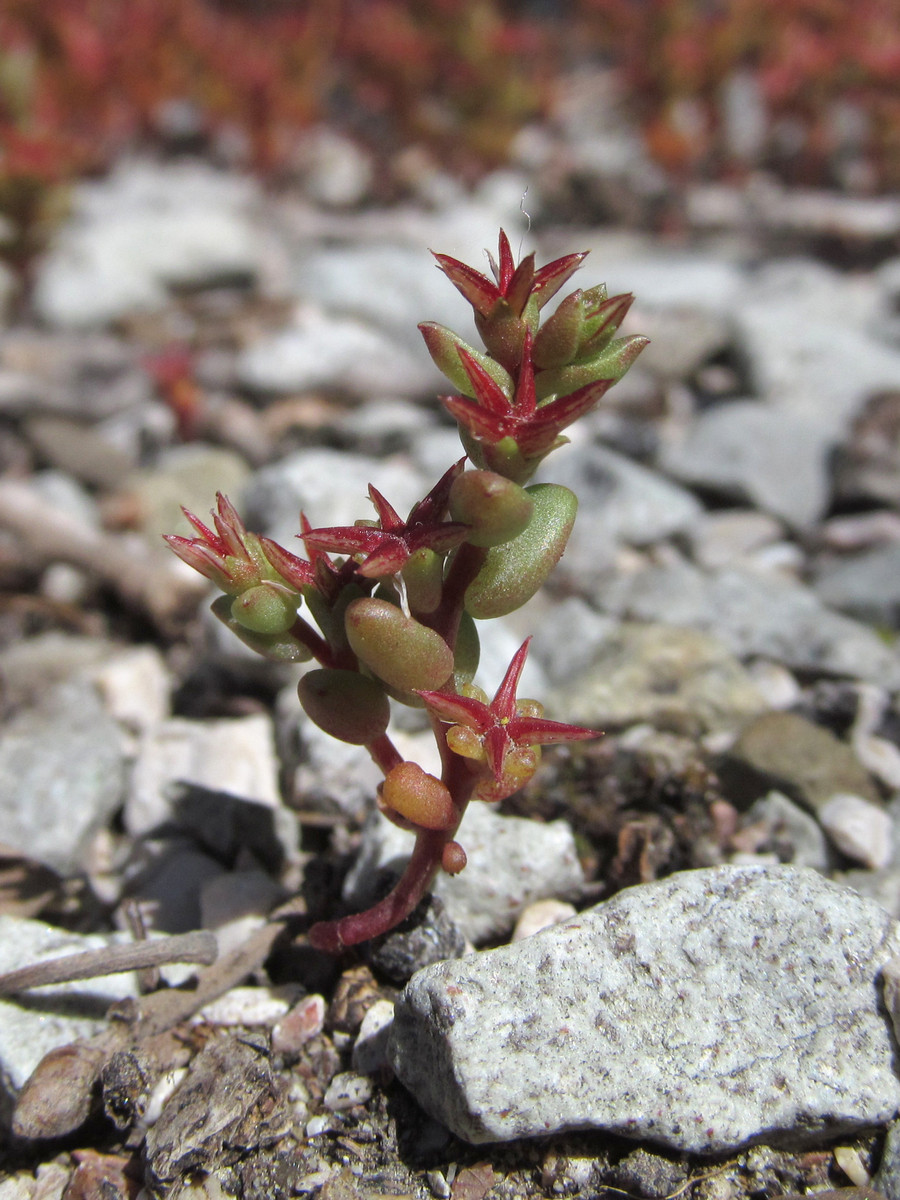 Image of Sedum cespitosum specimen.