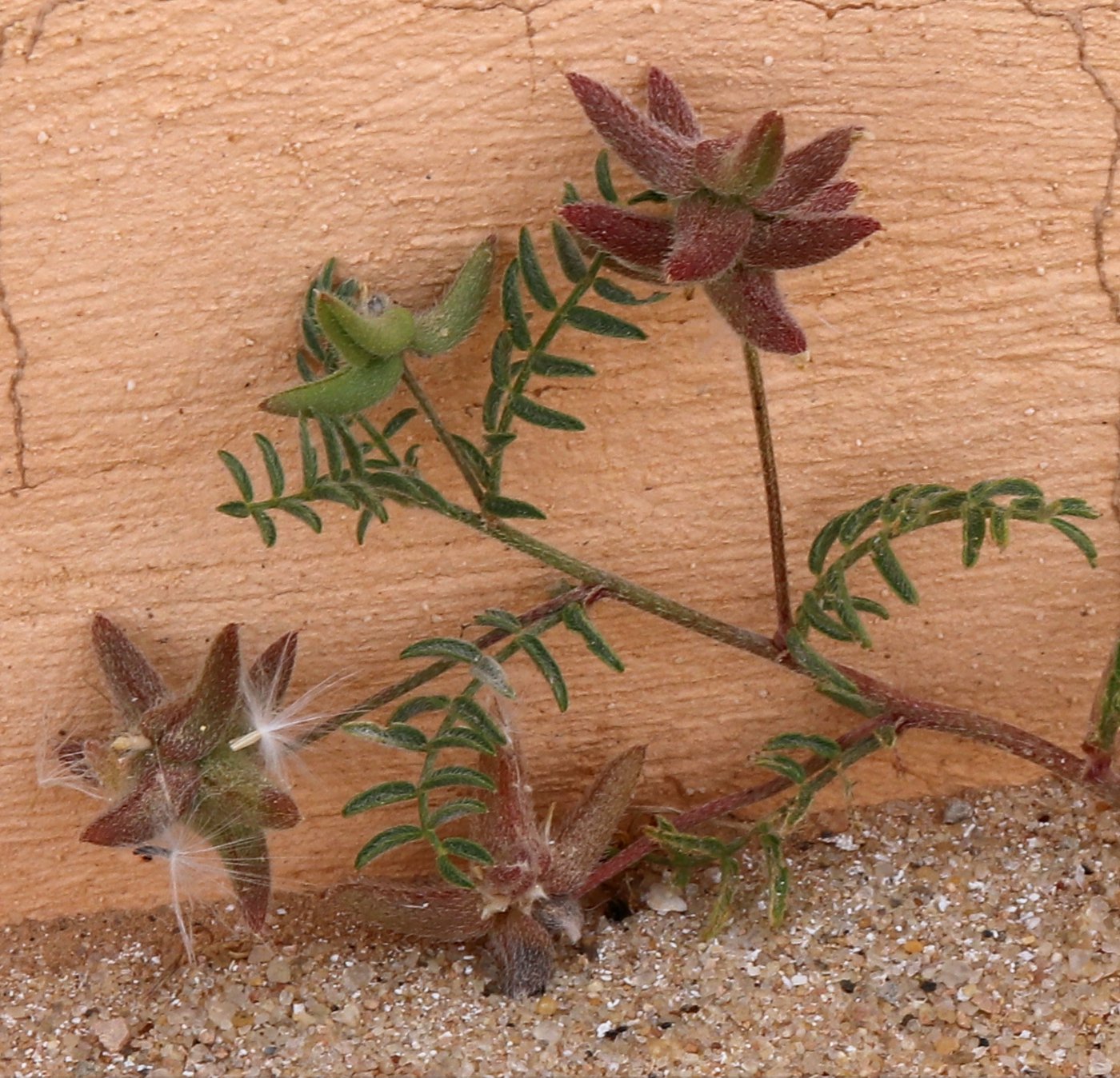 Image of Astragalus asterias specimen.