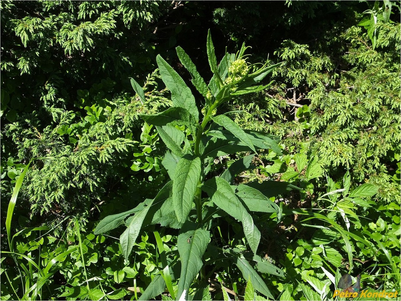 Image of Senecio ovatus specimen.