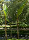 Musa basjoo. Вегетирующие растения. Испания, г. Мадрид, Королевский ботанический сад, в культуре. 18.04.2018.