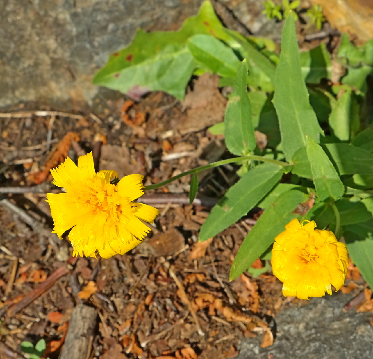 Image of genus Hieracium specimen.