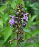 Stachys palustris. Верхушка цветущего растения. Чувашия, г. Шумерля, берег р. Сура выше Наватских песков. 24 июля 2010 г.