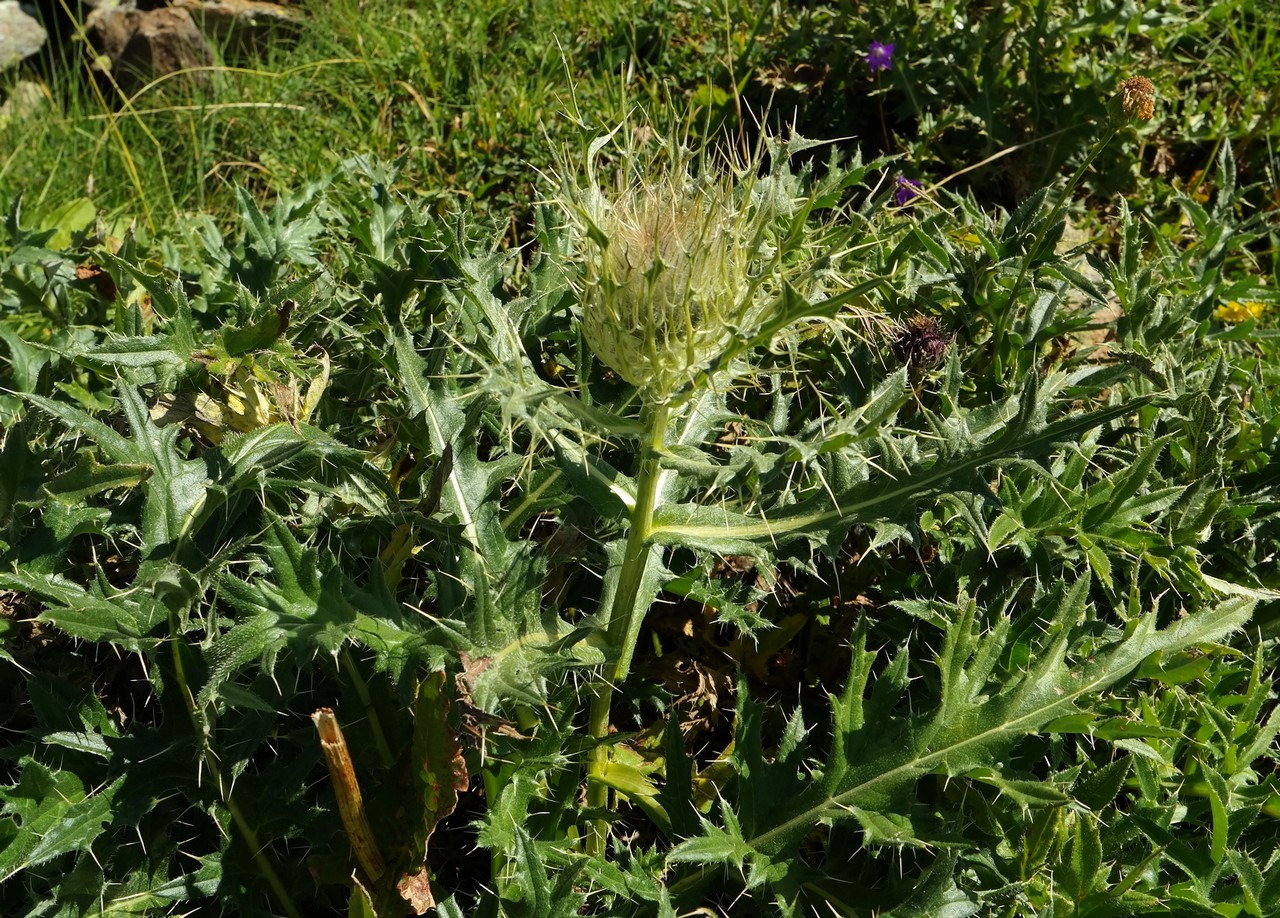 Image of Cirsium pugnax specimen.