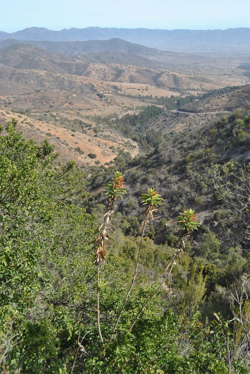 Image of Lobelia excelsa specimen.