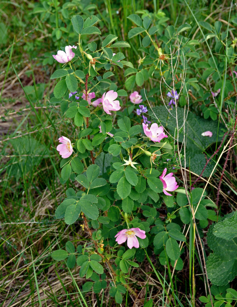 Image of Rosa acicularis specimen.