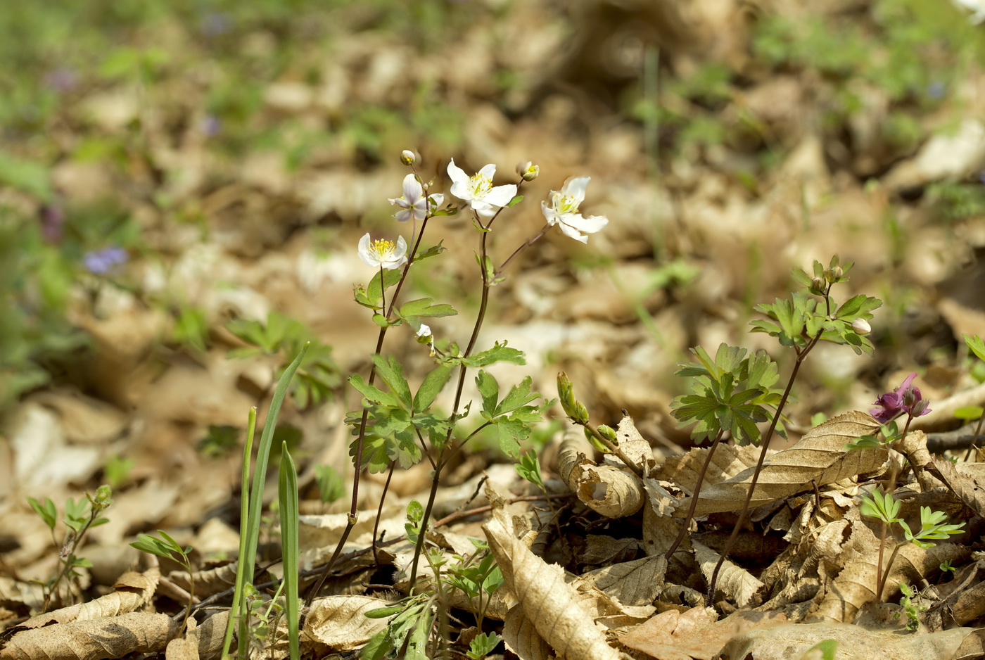 Image of Isopyrum thalictroides specimen.