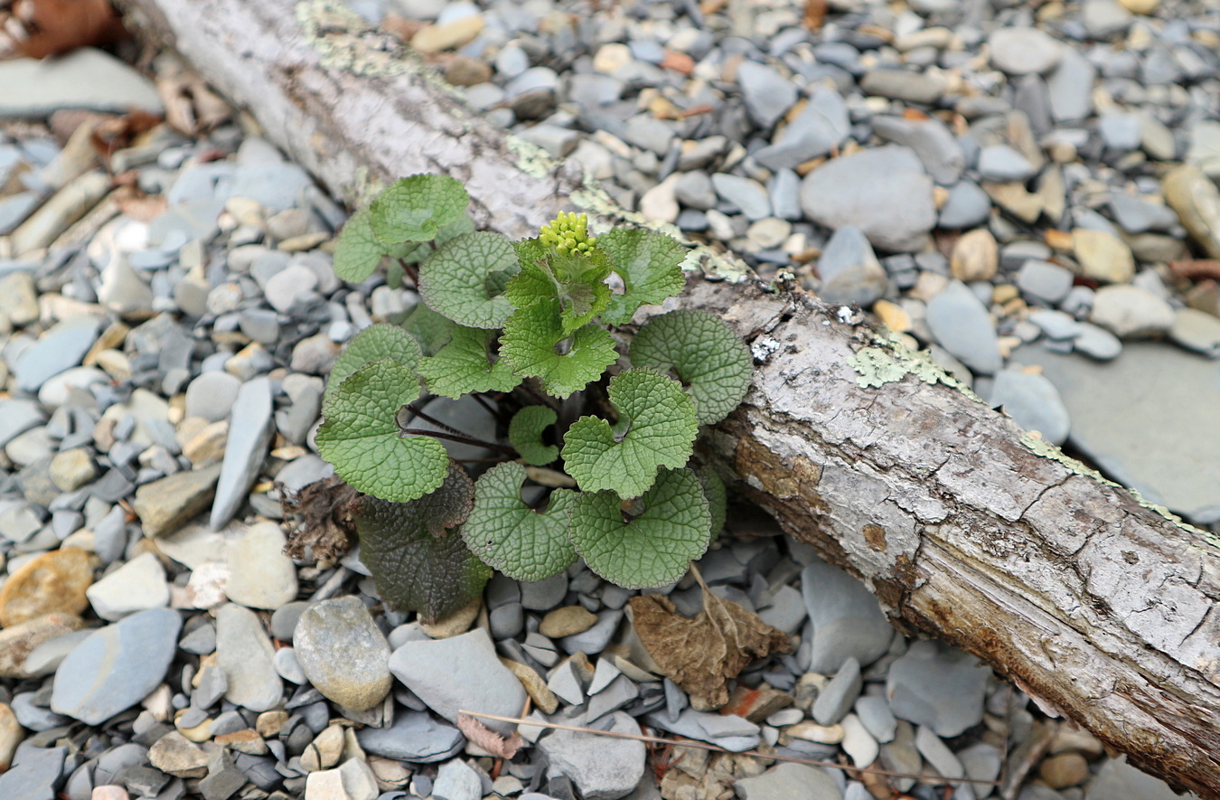 Image of Alliaria petiolata specimen.